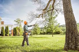 Best Tree Trimming and Pruning  in Weslaco, TX