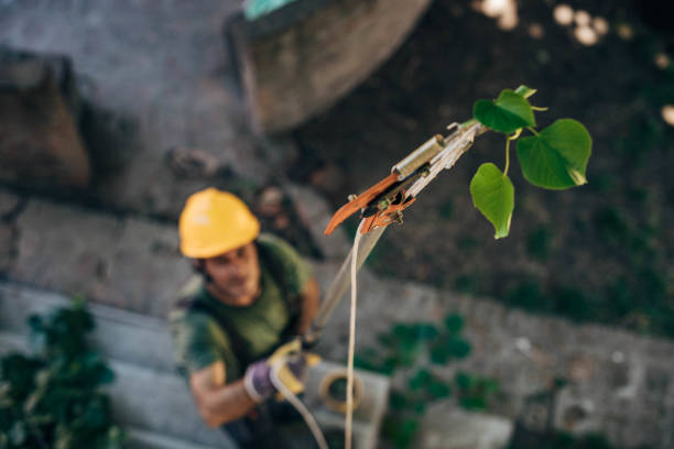 Best Commercial Tree Services  in Weslaco, TX